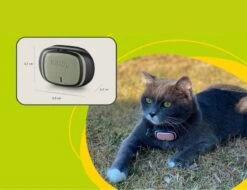 Kippy GPS Tracker Kat - GPS Tracker Hond - Activiteitentracker - Geel - Waterdicht - 10 Dagen Batterij - LED-Zaklamp -Dieren Product Winkel 1200x924 7