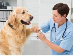 Woodoro Nagelknipper Nagelvijl Nagelschaar Voor Hond En Kat - Incl. Veiligheidsstop 11 Woodoro Nagelknipper Nagelvijl Nagelschaar Voor Hond En Kat - Incl. Veiligheidsstop -Dieren Product Winkel 1200x928 3