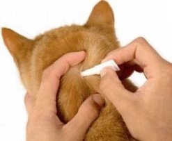 Beaphar Fiprotec Kat - Vlooienbestrijding - >1 Kg - 4 Pipetten -Dieren Product Winkel 1200x987 1