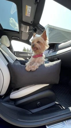 Julian Car Seat Size: S, Color: Black, Material: Codura -Dieren Product Winkel 674x1200 4