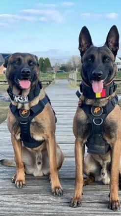 Always Prepared © Pro K9 Hondentuig - Anti Trek - Y Tuig - Middel En Grote Hond - Veiligheidstuig -Dieren Product Winkel 675x1200 13