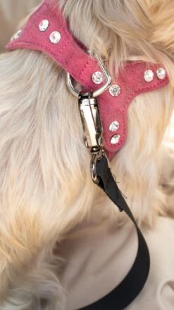 Julian Car Seat Size: S, Color: Black, Material: Codura -Dieren Product Winkel 675x1200 2