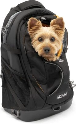 Hondenrugzak Voor Kleine Honden Met Diverse Opbergvakken - Voor Honden Tot 11 Kg - Kurgo G-train K9 - 33x53x25cm - Black 22 Hondenrugzak Voor Kleine Honden Met Diverse Opbergvakken - Voor Honden Tot 11 Kg - Kurgo G-train K9 - 33x53x25cm - Black -Dieren Product Winkel 738x1200 1