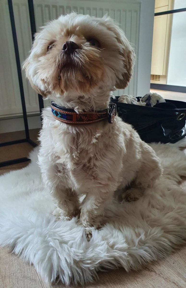 Halsband Hond Van Leer - Maat XS - 23 Cm T/m 33 Cm Verstelbaar - Bruin Met Patroon 4 Halsband Hond Van Leer - Maat XS - 23 Cm T/m 33 Cm Verstelbaar - Bruin Met Patroon - Afbeelding 4