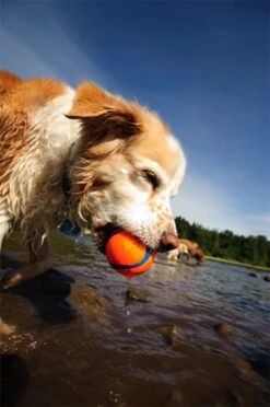 Chuckit! Ultra Ball M – Honden Speelgoed – Hondenbal– Drijft Op Water – Stuitert – Veilig Voor Gebit – Honden Bal – Ideaal Met De Ballenwerper – Ø 6cm – Oranje/Blauw – Hondenspeeltjes– 4-Pack -Dieren Product Winkel 797x1200 8