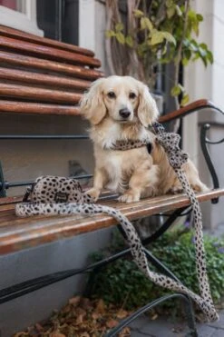 Studio Proud - Hondenpoepzakjes - Cheetah Dispenser Voor Hondenpoepzakjes 7 Studio Proud - Hondenpoepzakjes - Cheetah Dispenser Voor Hondenpoepzakjes -Dieren Product Winkel 798x1200 10