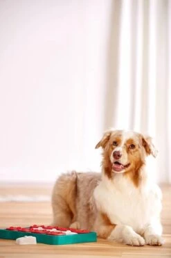 Nina Ottosson - Hondenspel - Dog Brick -Dieren Product Winkel 799x1200 21