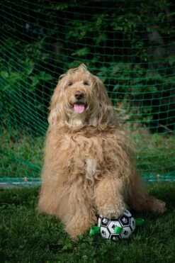 Honden Speelgoed Bal Voetbal Extra Sterk Met Handvaten Ball Hondenbal - 15 Cm - Dutchwide -Dieren Product Winkel 800x1200 73