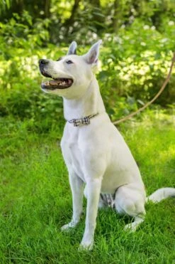 Pepets © Luxe Hondenriem Set – Halsband Hond – Bandana Hond – Strik Hond – Hondenstrik – Hondenhalsband – Leiband Hond -Beige Ruit - Maat S 19 Pepets © Luxe Hondenriem Set – Halsband Hond – Bandana Hond – Strik Hond – Hondenstrik – Hondenhalsband – Leiband Hond -Beige Ruit - Maat S -Dieren Product Winkel 800x1200 79