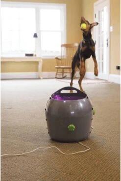 PetSafe Automatische Ballenwerper - Dierenspeelgoed -Dieren Product Winkel 806x1200 3