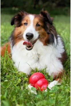 Kong Kauwbot - Hondenspeelgoed - Rood - L -Dieren Product Winkel 810x1200 9