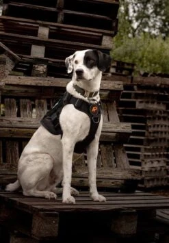 Always Prepared © Pro K9 Hondentuig - Anti Trek - Y Tuig - Middel En Grote Hond - Veiligheidstuig -Dieren Product Winkel 835x1200 3