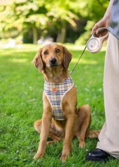 Hondenriem - Leiband Hond - Rollijn - 5 Meter - Beige - Riem Met Oprolsysteem - Hondenriem Flexi - Hondenlijn - Uitlaatriem -Dieren Product Winkel 858x1200 1