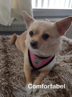 Luxyana® Hondentuigje - S - 28-32cm - Geschikt Voor Kleine Honden En Als Kattenharnas - Easy Step-in Hondentuigje Voor De Kleine Hond Of Kat - Inclusief Bijpassend Riempje - Zwart -Dieren Product Winkel 884x1200 5