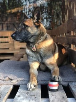 RelaxoPet Pro Dog – Dieren Antistressmiddel – Anti-stress Hond – Ontspanningsmuziek – Ontspanning Voor Hond -Dieren Product Winkel 898x1200 5