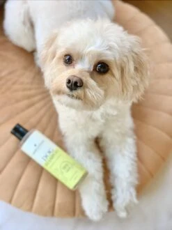 Fresh & Fluffy - Hondenshampoo Kamille / Patchouli - Geschikt Voor Alle Hondenrassen - Natuurlijk & Vegan Voor De Gevoelige Huid - 250ml -Dieren Product Winkel 899x1200 15