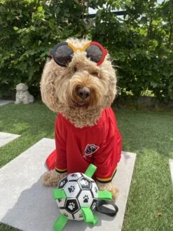 Honden Speelgoed Bal Voetbal Extra Sterk Met Handvaten Ball Hondenbal - 15 Cm - Dutchwide -Dieren Product Winkel 899x1200 26