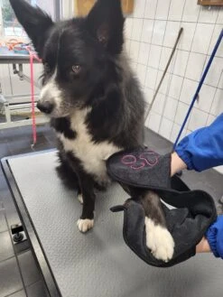 N4dogs – Hondenhanddoek – Honden Handdoek – Microvezel Handdoek – Handdoek Hond – Droogdoek Hond – Dierendeken – Sterk Absorberend – Handdoek Met Zakken - Zwart - 66 X 23 Cm -Dieren Product Winkel 900x1200 41