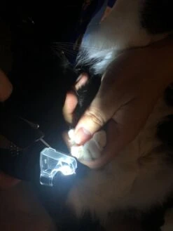 SunnyPets - Professionele Dieren Nagelknipper - Wit - Met LED En Vijl - Hond - Kat - Geschikt Voor Alle - Nageltang -Dieren Product Winkel 900x1200 46