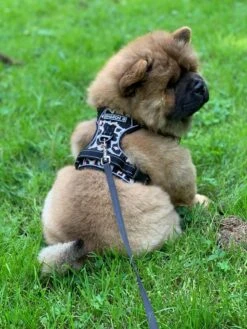 Antitrek Hondentuigje - Middelgrote Honden - Luipaard - Maat M - Borstring - Reflecterend -Dieren Product Winkel 900x1200 64