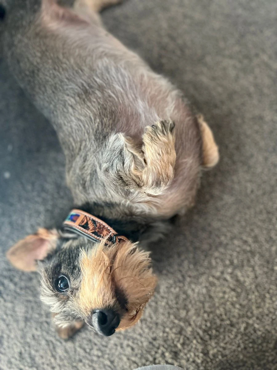 Halsband Hond Van Leer - Maat XS - 23 Cm T/m 33 Cm Verstelbaar - Bruin Met Patroon 3 Halsband Hond Van Leer - Maat XS - 23 Cm T/m 33 Cm Verstelbaar - Bruin Met Patroon - Afbeelding 3