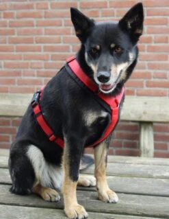 Annyx Hondentuig Harnas Zwart Rood - Y Model - Maat S Is Geschikt Voor Borstomvang 52-64cm. -Dieren Product Winkel 928x1200 2