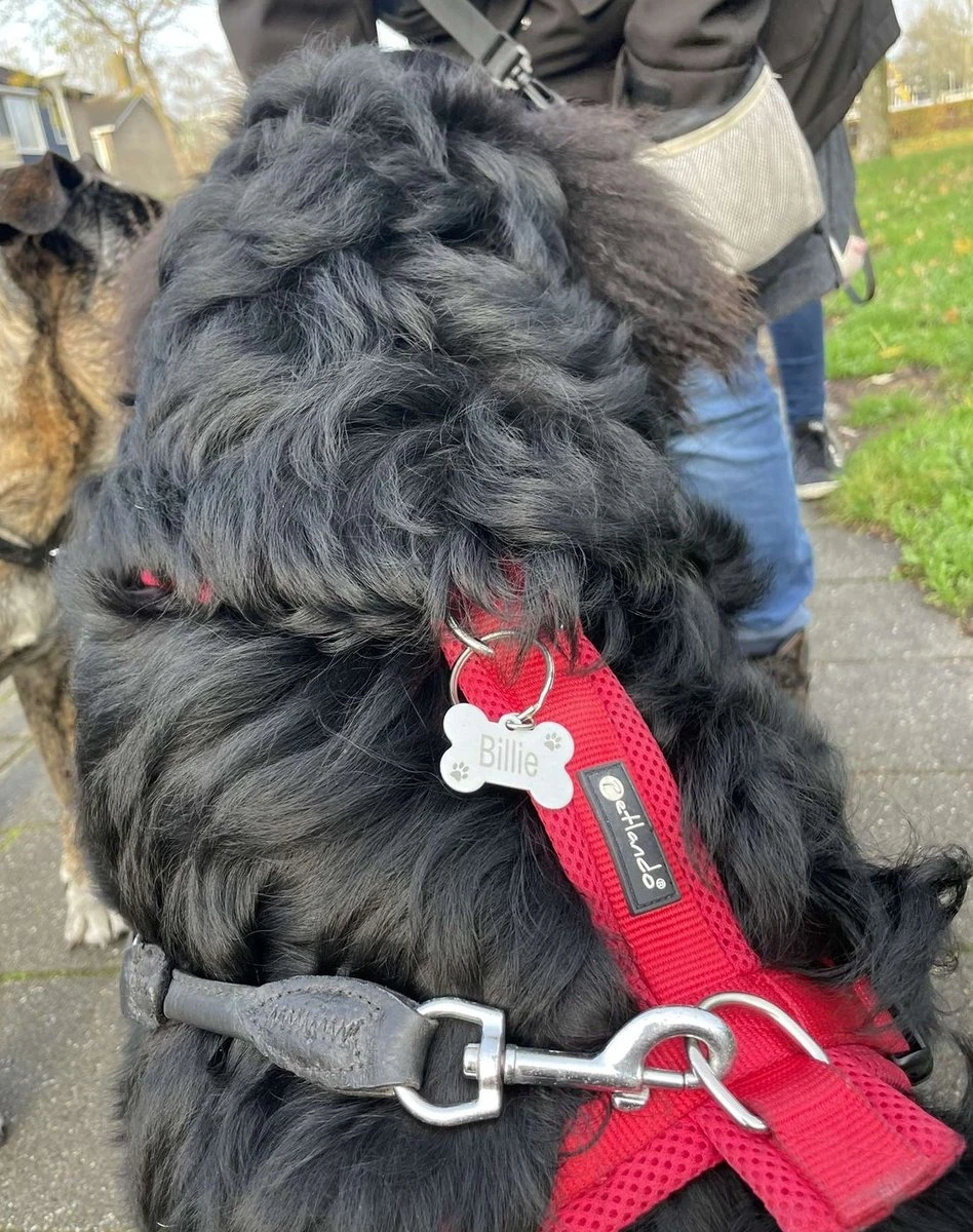 Akyol - Dubbelzijdige Hondenpenning Bot Klein - Formaat 31x21mm - Hondenpenning Inclusief Graveren - Hondenpenning Met Naam - Dierenpenning 2 Akyol - Dubbelzijdige Hondenpenning Bot Klein - Formaat 31x21mm - Hondenpenning Inclusief Graveren - Hondenpenning Met Naam - Dierenpenning - Afbeelding 2