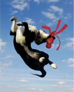 Kong Wubba - Hondenspeelgoed - Assorti - L: 36 Cm -Dieren Product Winkel 973x1200 9